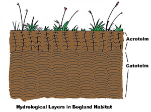 The acrotelm and catotelm hydrological layers on Irish raised and blanket bogs.