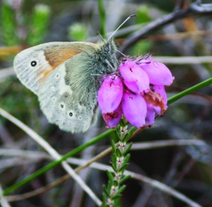 Large Heath cropped