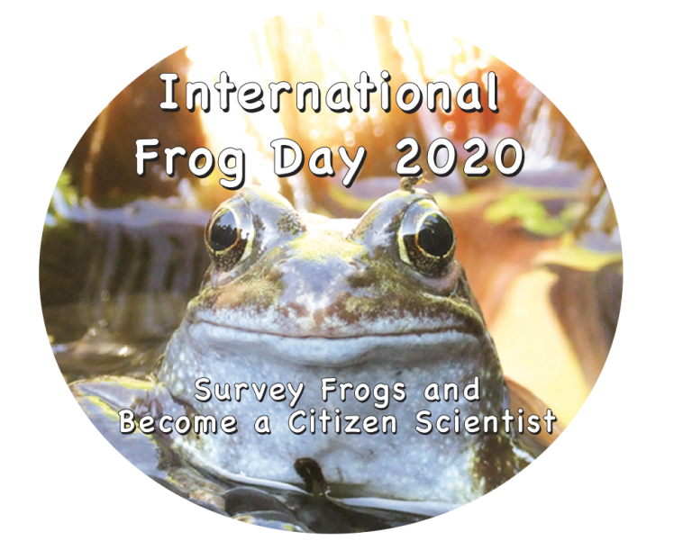 Celebrate Ireland’s only Native Frog Species on World Frog Day 2020 Irish Peatland