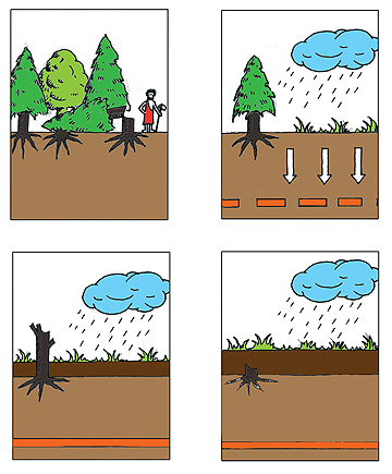 Fens in Ireland FactsheetIrish Peatland Conservation Council