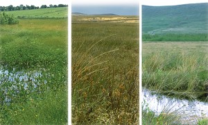 The Irish Bogs bought by the Dutch Foundation for Conservation of Irish Bogs - Scragh Bog, Clochar na gCon Bog and Cummeragh River Bog