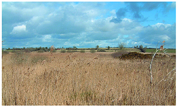 Irish Fen Habitat - Pollardstown Fen, Co. Kildare