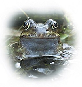 The Common Frog (Rana temporaria)