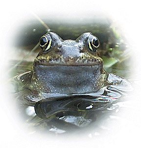 The Common Frog (Rana temporaria)