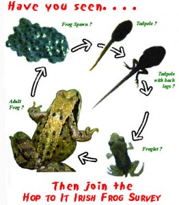 Life Cycle of the Common Frog (Rana temporaria)