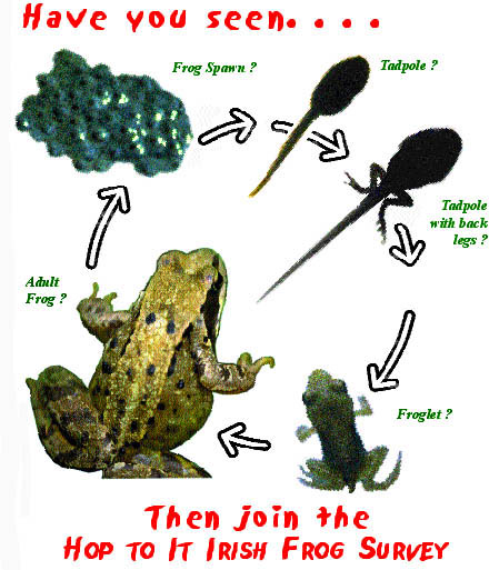 Frog Factsheet - Irish Peatland Conservation Council - IPCCIrish