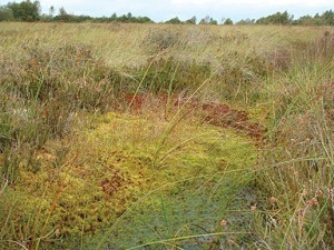 Raised Bog Habitat at Lodge Bog, Co. KIldare, Ireland