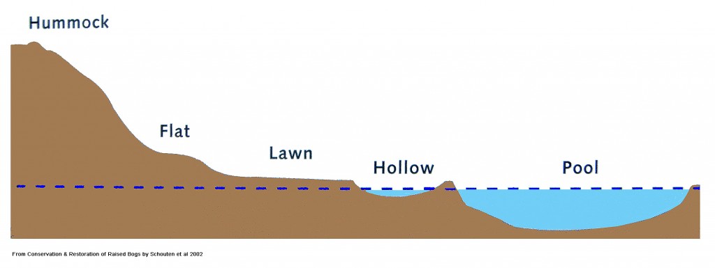 raisedbogmicrotopography