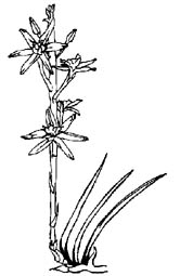 Bog Asphodel (Narthecium ossifragum)