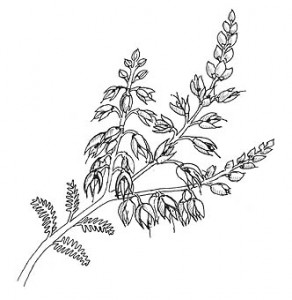 Ling Heather (Calluna vulgaris)