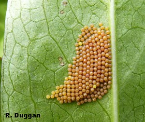 Eggs of the Marsh Fritillary Butterfly on Succisa pratensis - the food plant