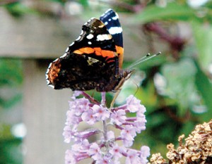 Red Admiral Butterfly on Buddleia