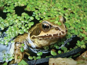 Common Frog in a Garden Mini-Pond