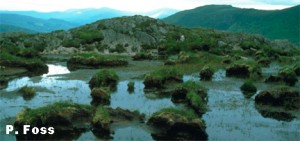 Erosion of Mountain Blanket Bog Habitat in Ireland
