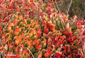 Sarracenia purpurea (Pitcher Plant) is an invasive species on Irish peatlands