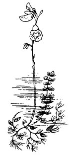Bladderwort (Utricularia species)