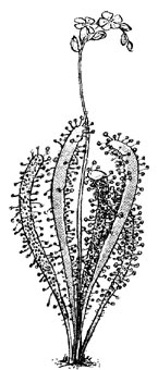 Long-leaved Sundew (Drosera anglica)