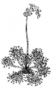 Round-leaved Sundew (Drosera rotundifolia)