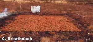 Sphagnum Moss Transfer Restoration at Lodge Bog, Co. Kildare