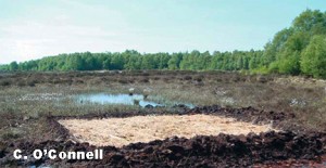 Sphagnum Moss Transfer Restoration at Lodge Bog, Co. Kildare, Ireland