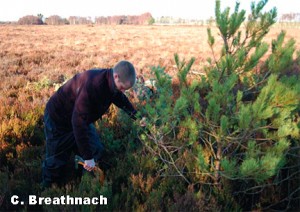 Hand Removal of Invasive Conifers from Lodge Bog, Co. Kildare