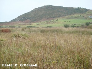 Fenor Bog NNR, Co. Waterford, Ireland is overlooked by Ballyscanlon Hill