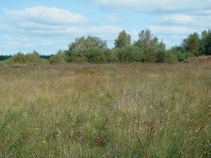 Lullymore West Bog, Co. Kildare, Ireland