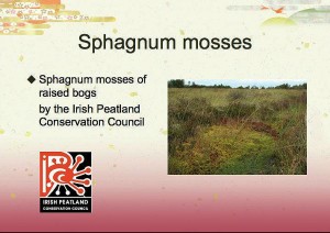 Sphagnum (Bog Moss), Living