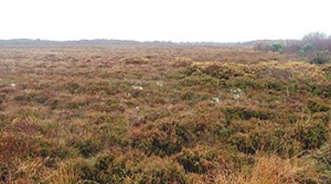 Lodge Bog, Co. Kildare, Ireland is a nature reserve owned and managed by the Irish Peatland Conservation Council