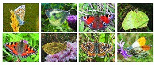 Butterflies recorded on Lullymore West Bog, Co. Kildare, Ireland