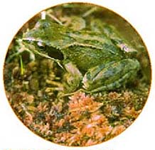 Common Frog (Rana temporaria) sitting on a Sphagnum moss cushion