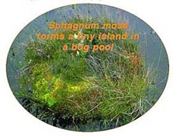 Island in an Irish bog pool created by Sphagnum mosses