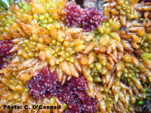 Sphagnum mosses - the Bog Building plants