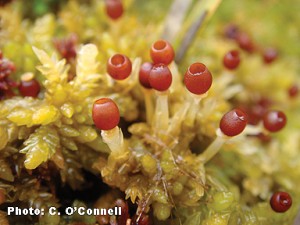Sphagnum moss with Spores