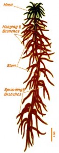 Structure of a Sphagnum plant