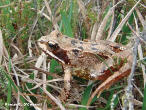 Common Frog (Rana temporaria) in Lodge Bog, Co. Kildare