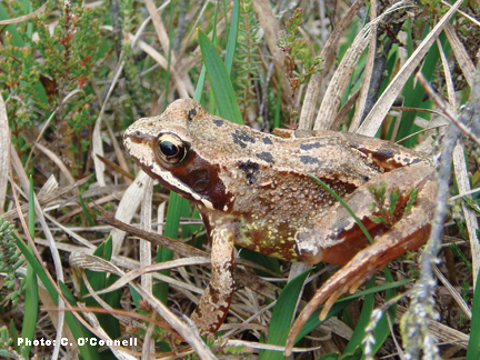 Frog Factsheet - Irish Peatland Conservation Council
