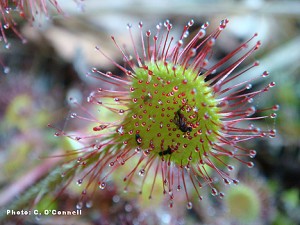 Drosera rotundifolia Sundew