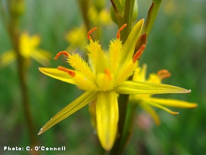 Bog Asphodel Brittle Bones Narthecium ossifragum