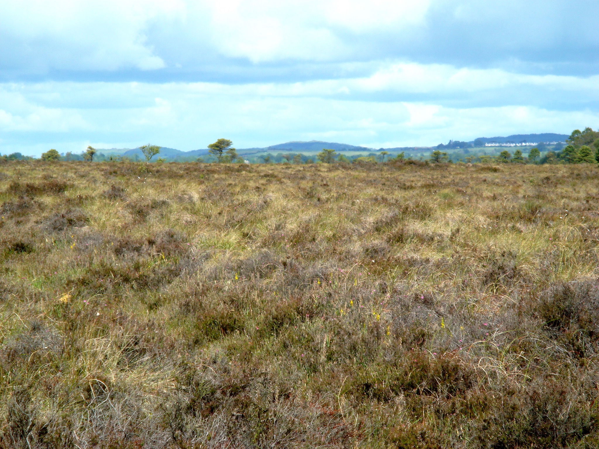 Stock photo of Mosiac of Cross leaved heath (Erica tetralix), Ling