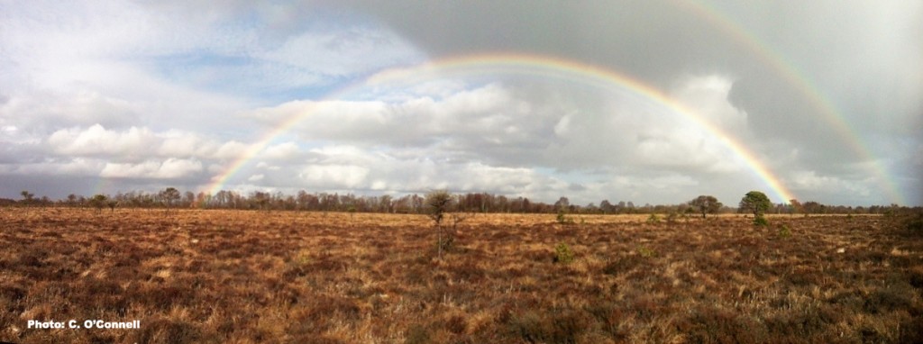 girleydoublerainbow