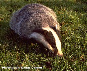 badgerdc