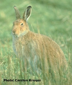 hare2