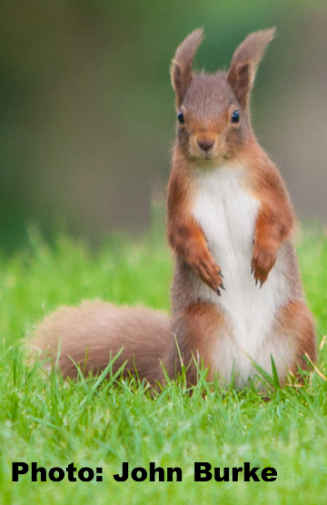 March Wildlife Watch - Red SquirrelIrish Peatland Conservation Council