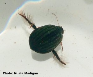 WaterBeetle