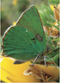 green hairstreak