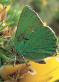 green hairstreak