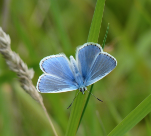 Common Blue