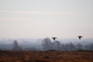 flying curlew