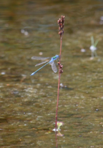 damselfly